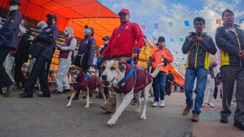 Oruro: Se cumple un año del rescate y adopción de Angelino Carnavalero