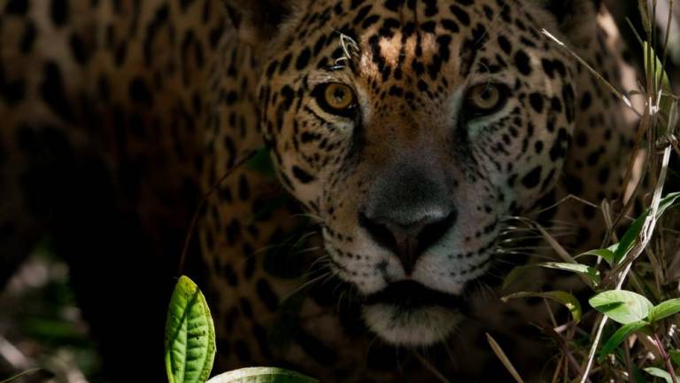 Acecha Tigre Gente, el documental que retrata el drama de los jaguares