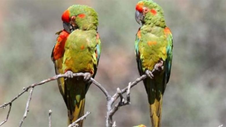 «Las queremos libres», campaña para salvar la paraba de frente roja boliviana