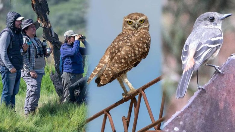 Bolivia compite en observación mundial de aves y registra más de 600