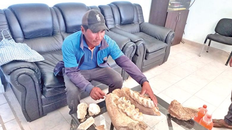 En menos de un mes se encontraron fósiles de tres animales gigantes en Chuquisaca