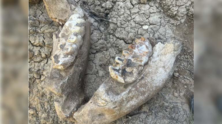 Descubren restos fósiles de mastodonte y gliptodonte en Mojocoya, Chuquisaca