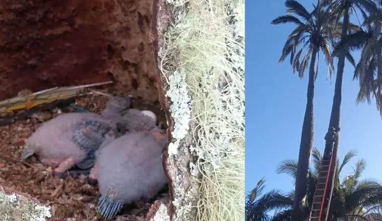 Fotografían pichones de paraba frente roja en su nido natural, ubicado en el Área Protegida El Palmar