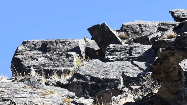 Nuevos avistamientos del Gato Andino en Apolobamba: Un fascinante vínculo entre la naturaleza y la espiritualidad en Los Andes