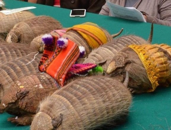 Secuestran 11 quirquinchos y un cóndor disecados que eran utilizados en el Carnaval de Oruro