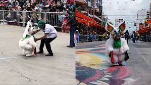 ¿Cultura o maltrato? El “osito enojado” de Oruro desata el debate