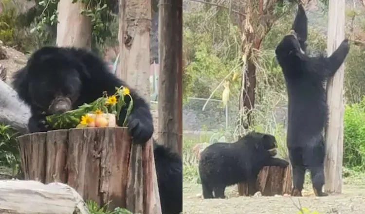 Juqui, el oso más joven del Vesty Pakos: Una historia de supervivencia y esperanza