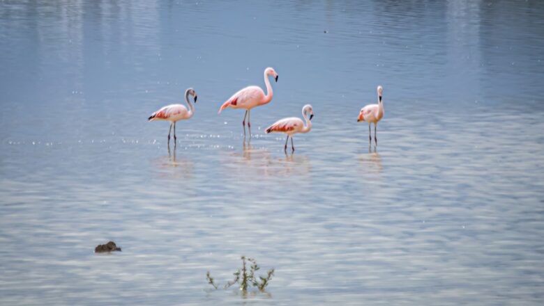 Flamencos y otras especies se apoderan de Alalay; la laguna recobra vida tras 15 años descuidada